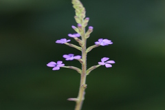 Buchnera hispida